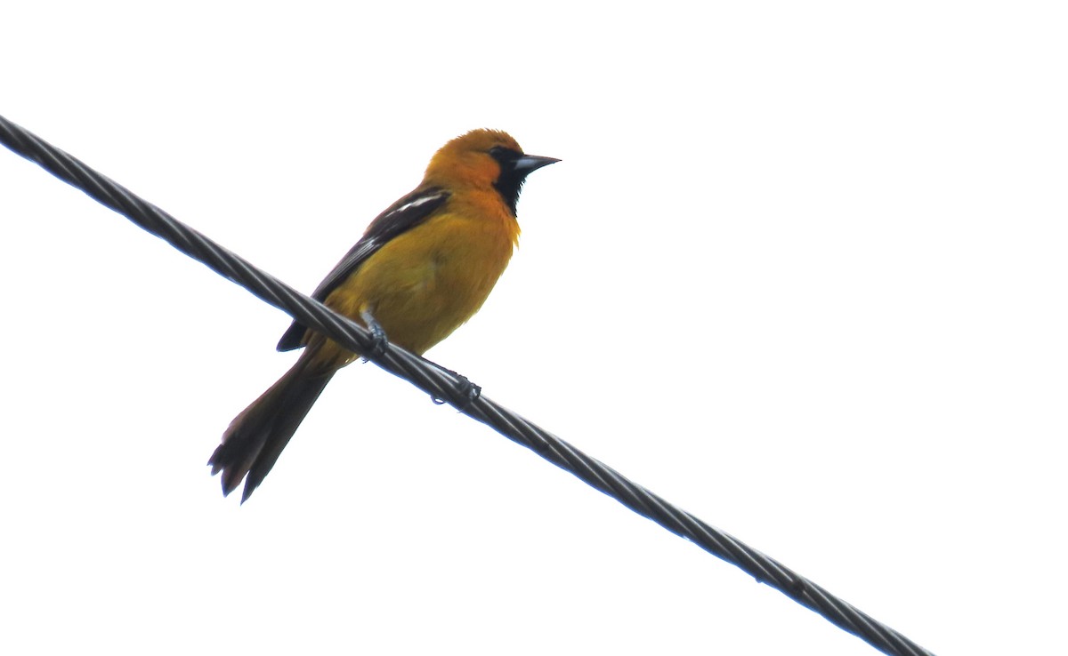 Orange Oriole - ML646719163