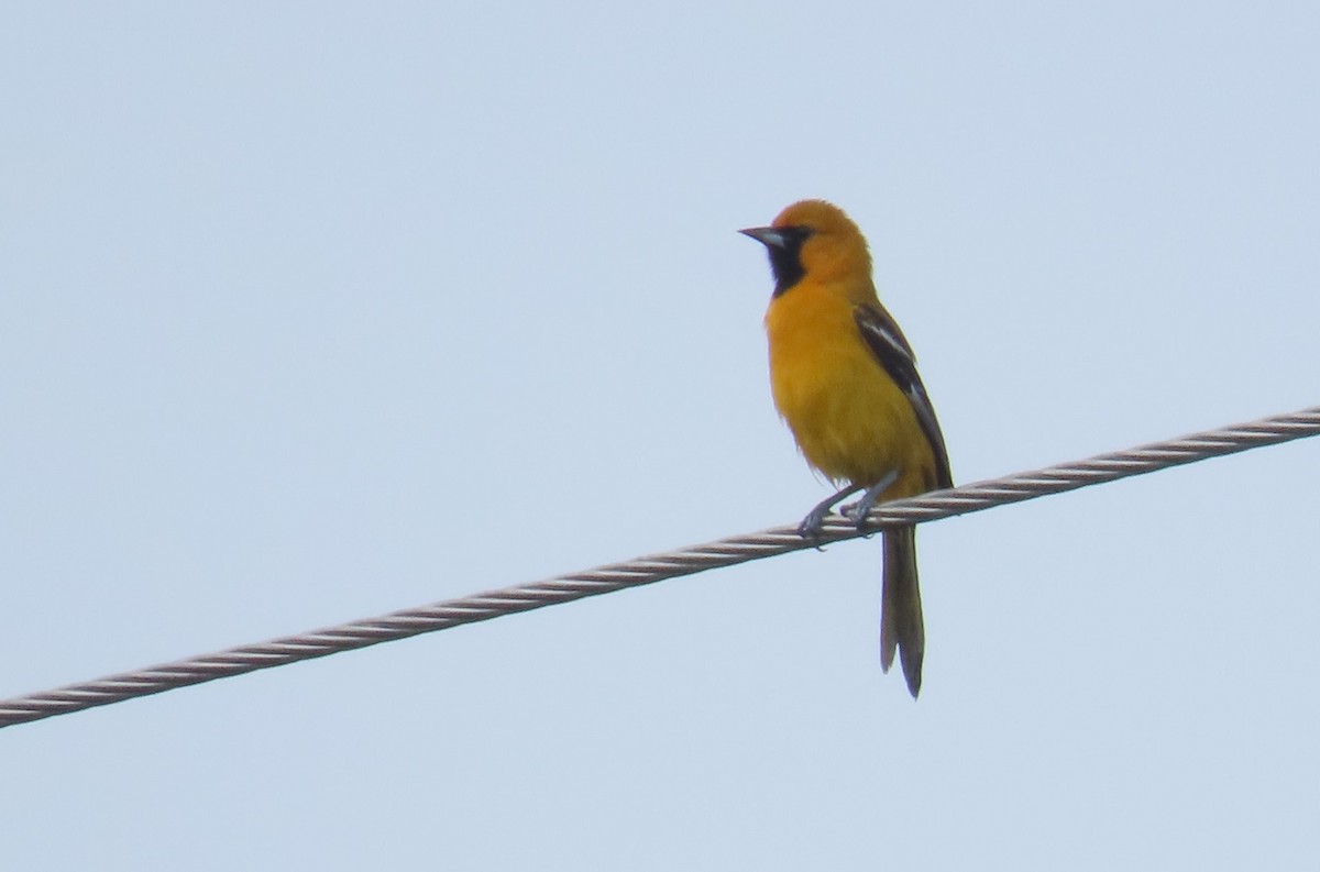 Orange Oriole - ML646719164