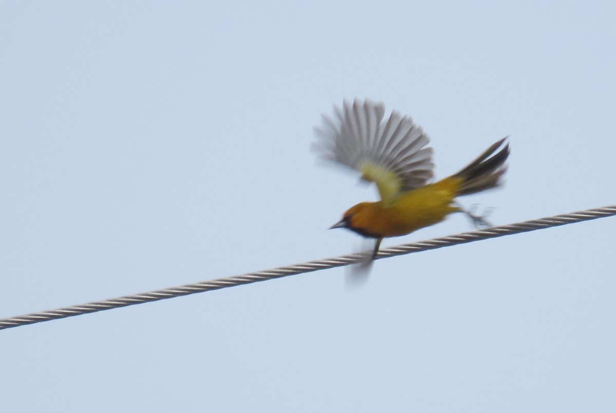 Orange Oriole - ML646719165