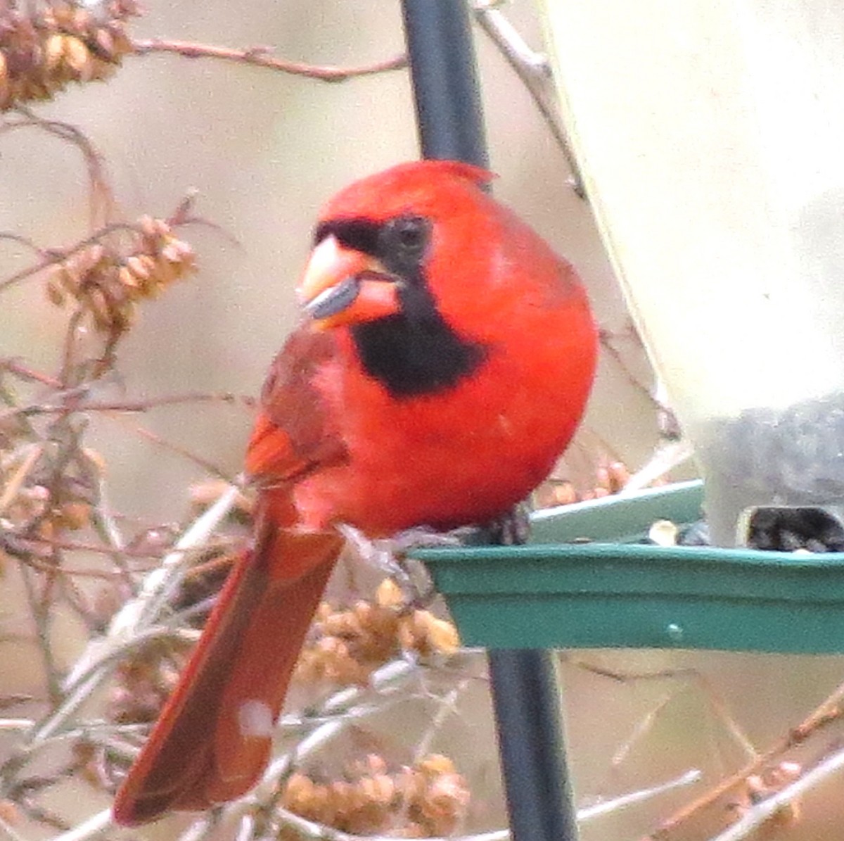 קרדינל צפוני - ML646719166