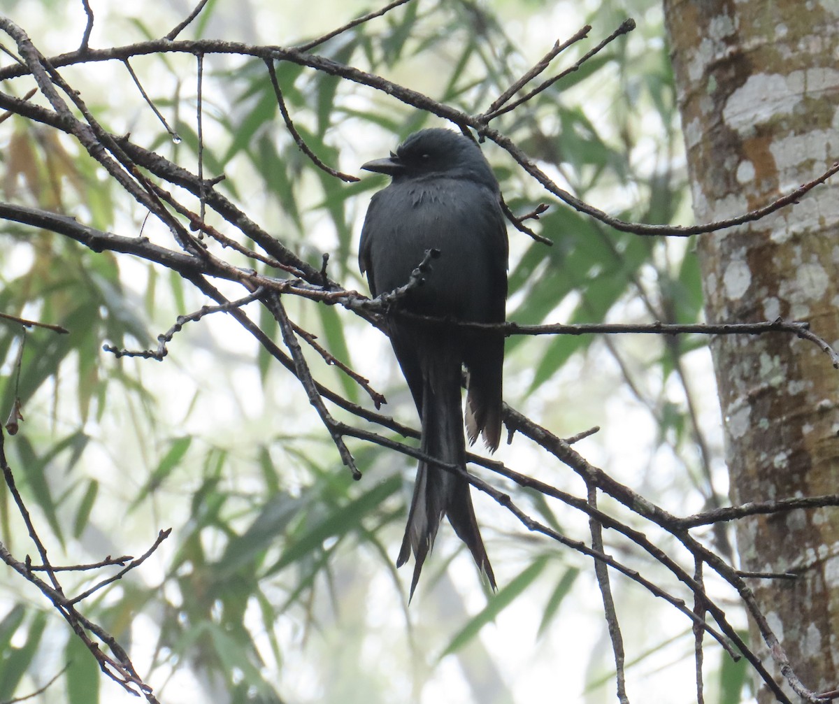 דרונגו עשנוני - ML646719169