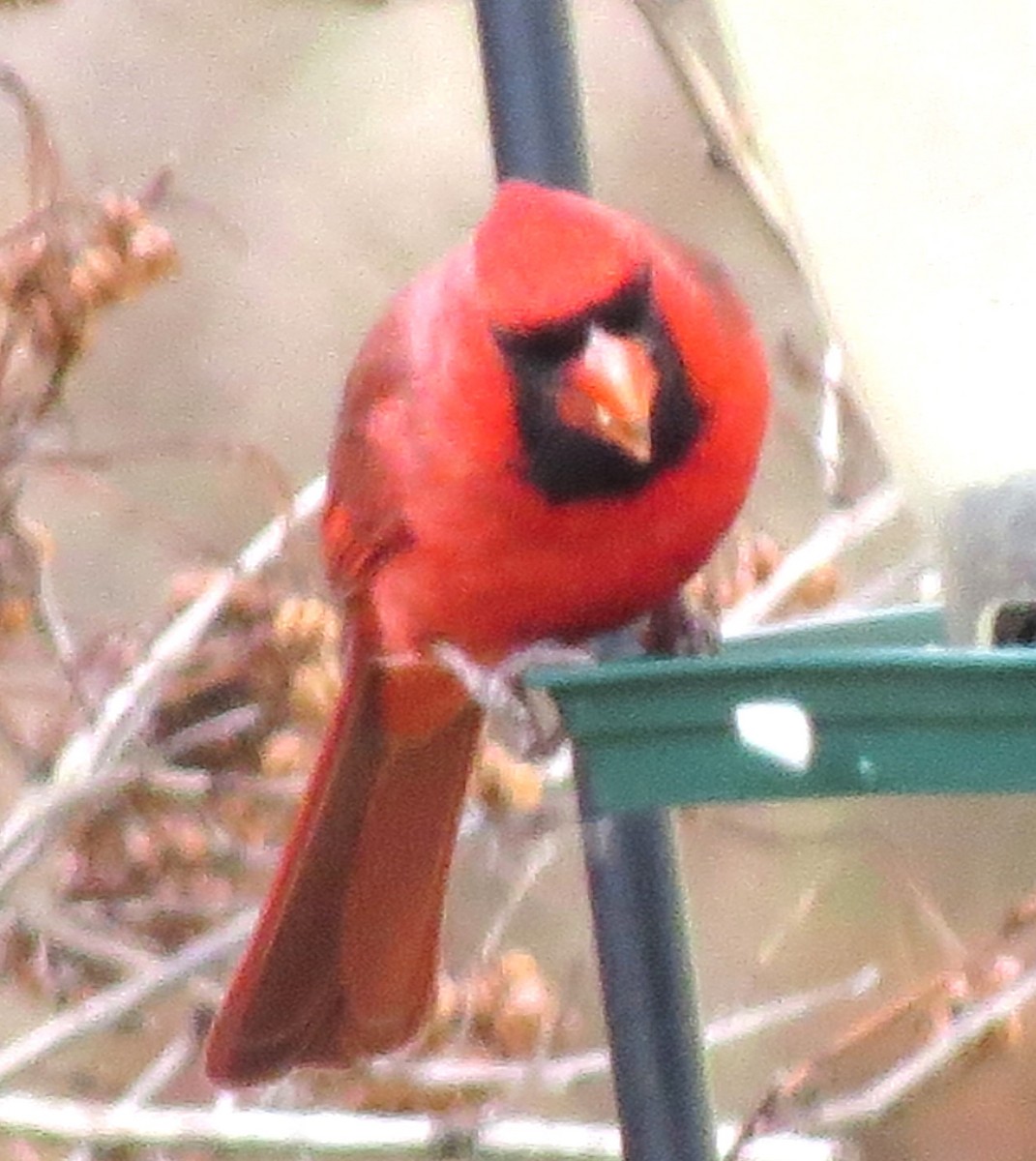 קרדינל צפוני - ML646719170
