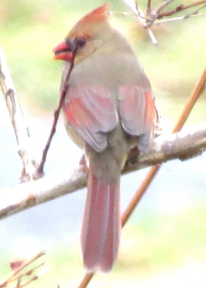 קרדינל צפוני - ML646719171