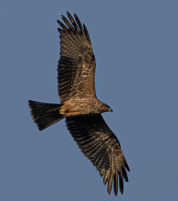 Hadada Ibis - ML646719172