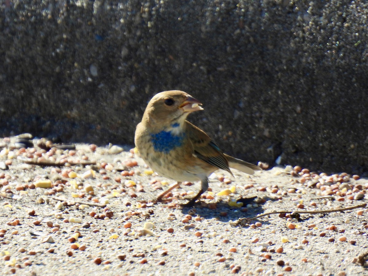גיבתונית כחולה - ML646719173