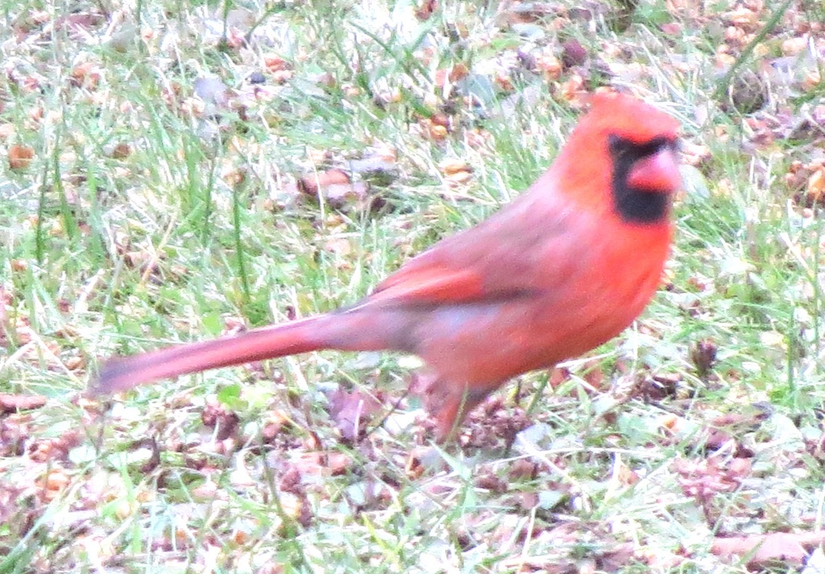 Northern Cardinal - ML646719175