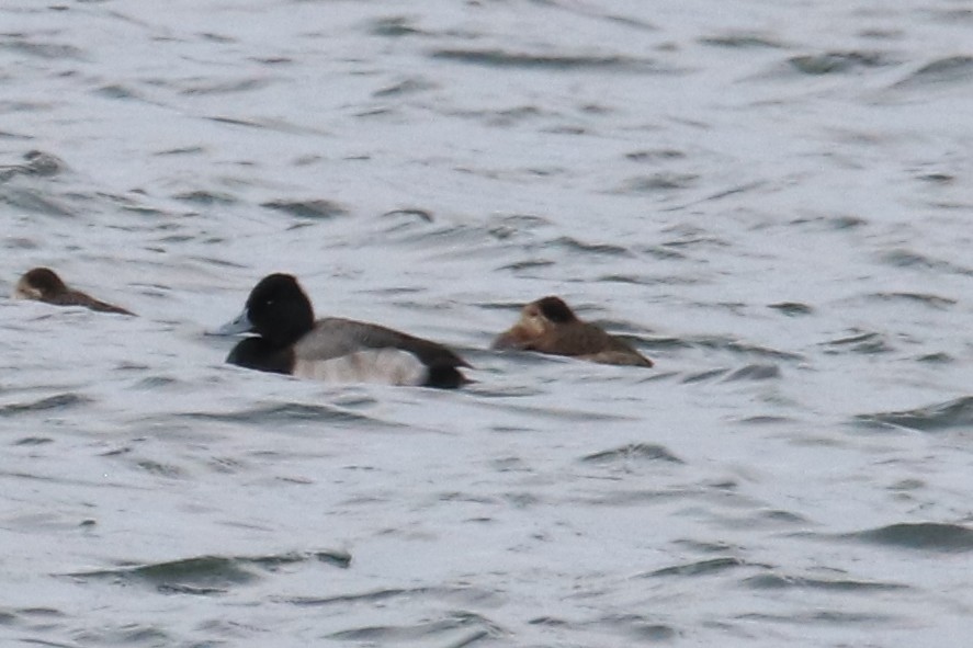 polák vlnkovaný - ML646719176