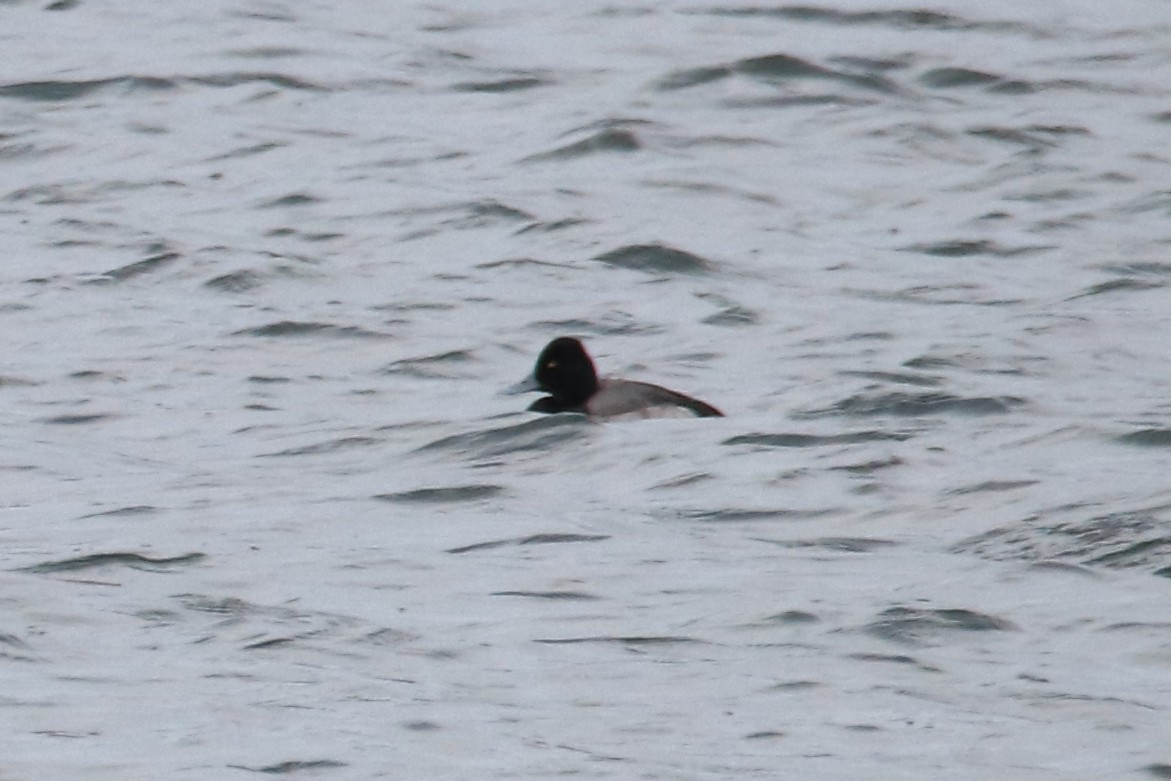 polák vlnkovaný - ML646719177