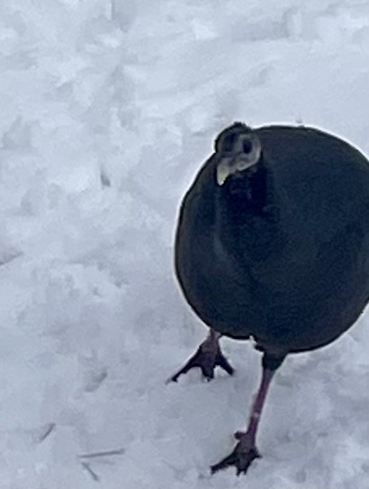 Tacchino selvatico - ML646719180