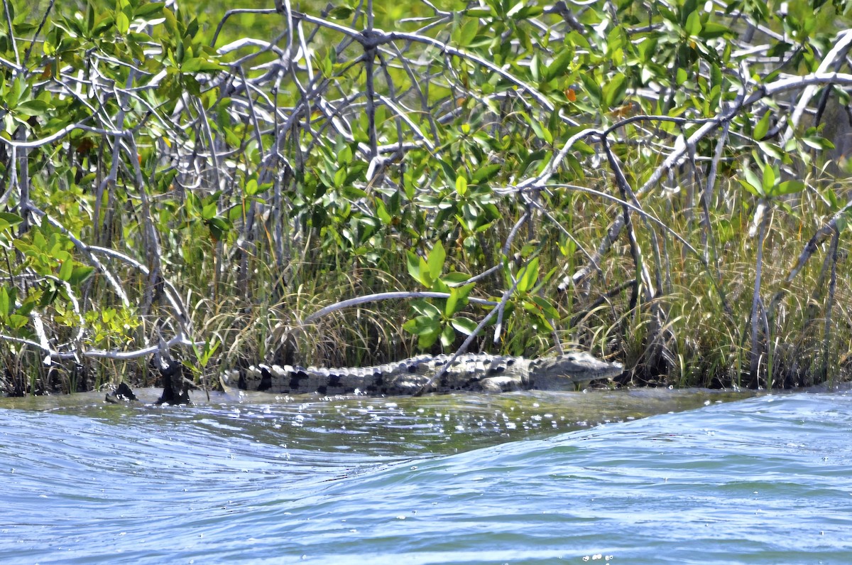 American Crocodile - ML646719181