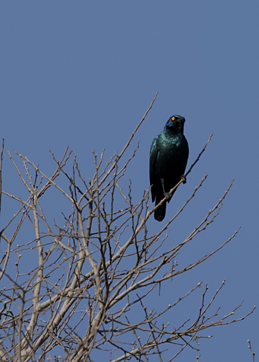 Cape Starling - ML646719182
