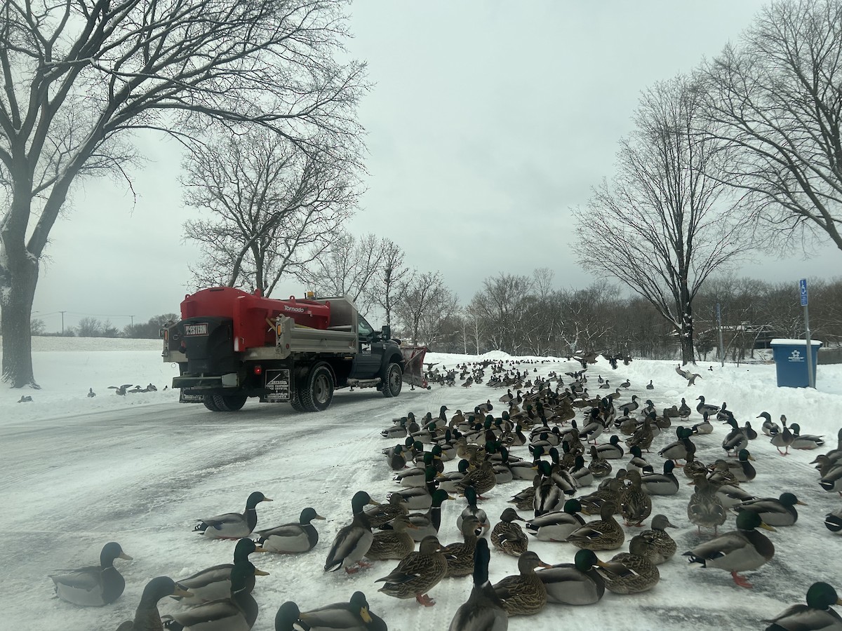 Кряква - ML646719185