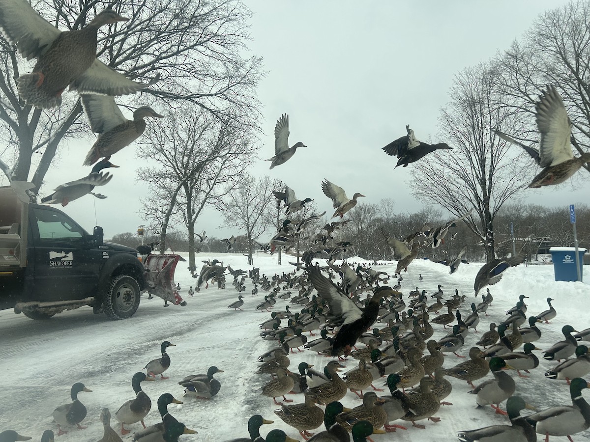 Кряква - ML646719186