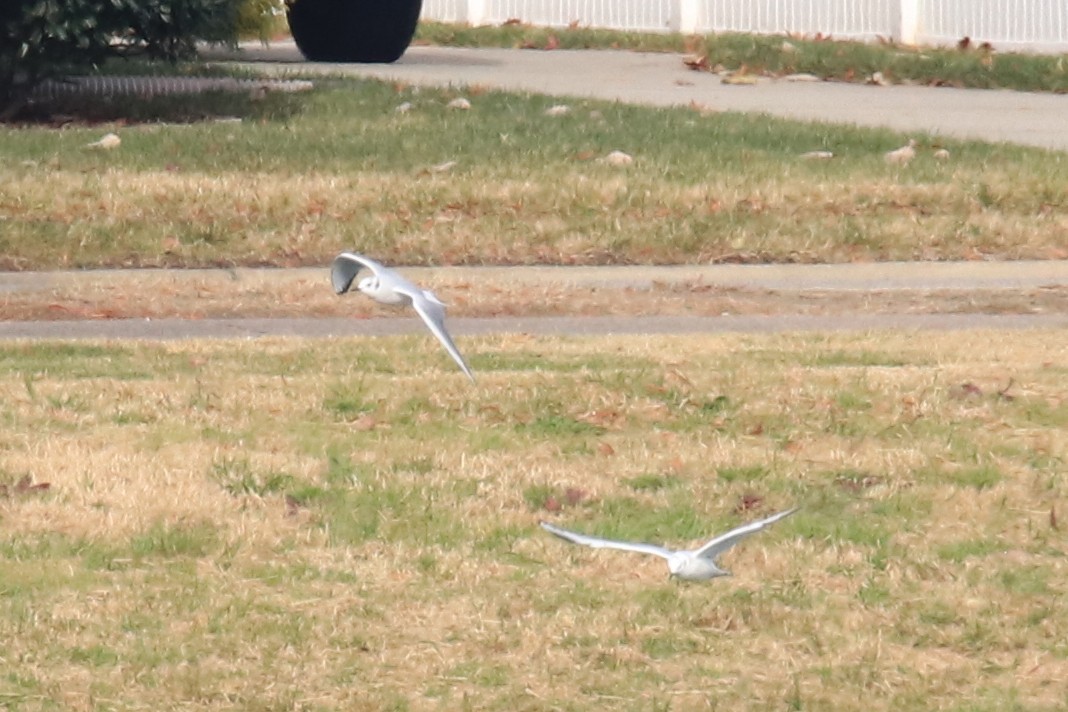 racek Bonapartův - ML646719187