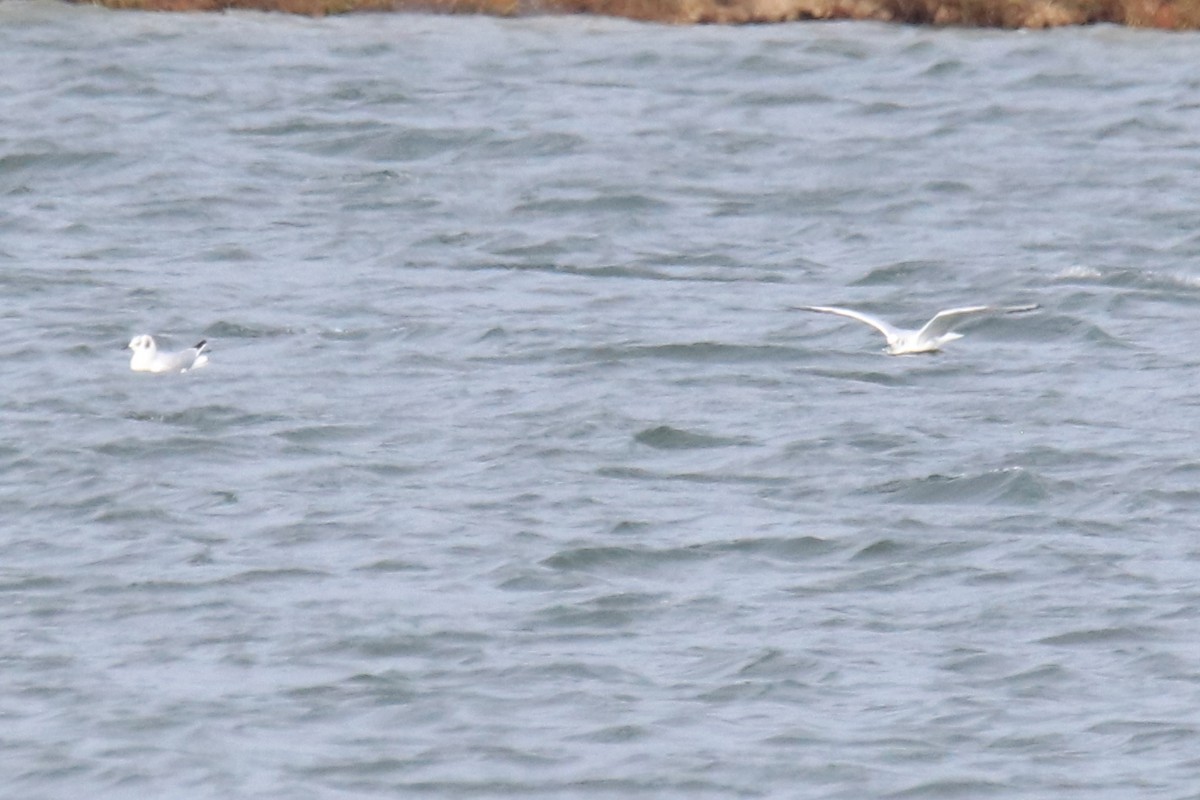 racek Bonapartův - ML646719188