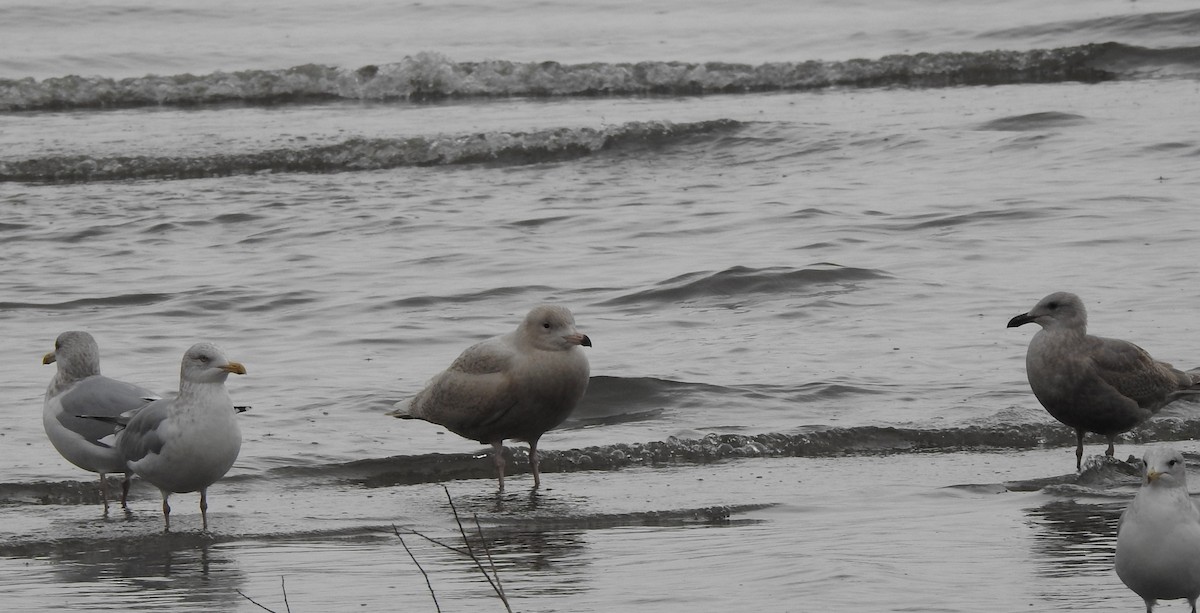 Eismöwe - ML646719190