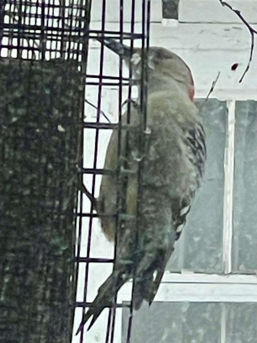 Red-bellied Woodpecker - ML646719191