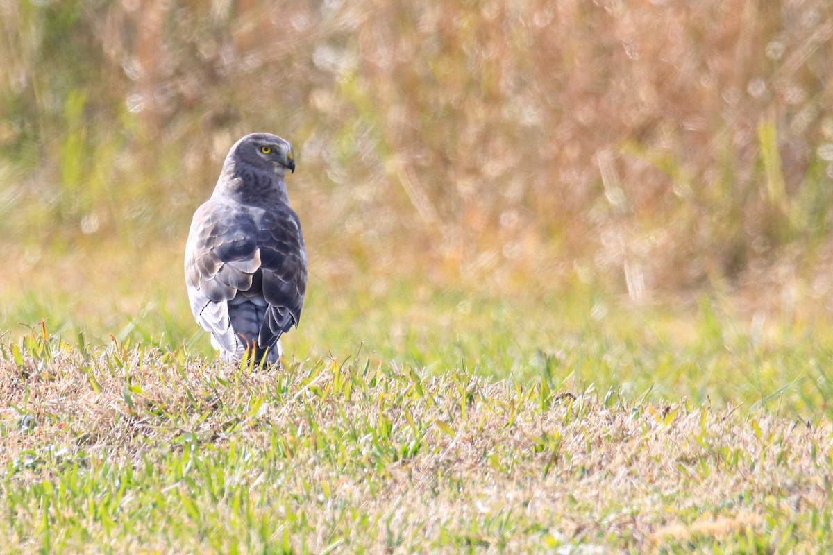 moták severoamerický - ML646719192