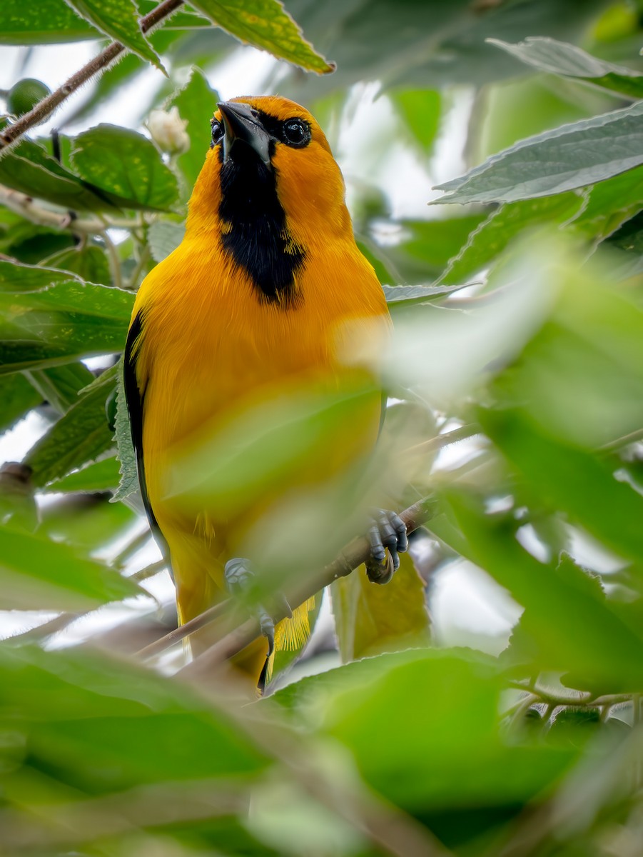 Yellow Oriole - ML646719195