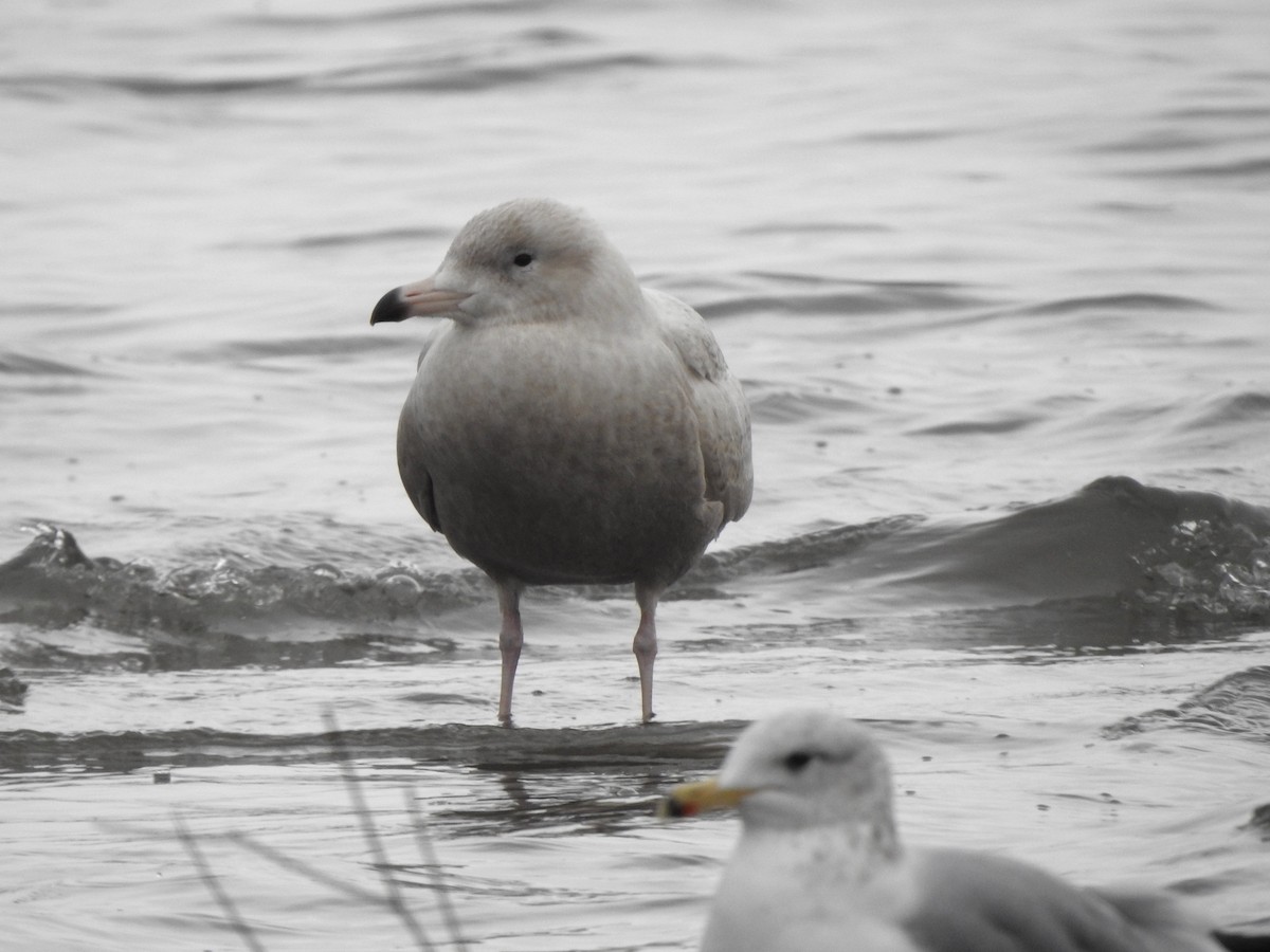 Eismöwe - ML646719200