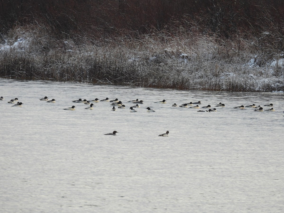 Крех великий - ML646719201