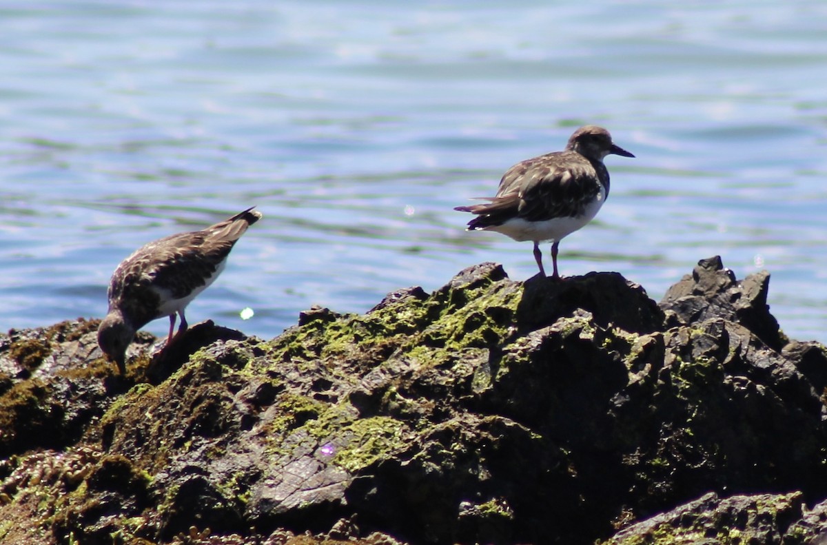 翻石鷸 - ML646719202