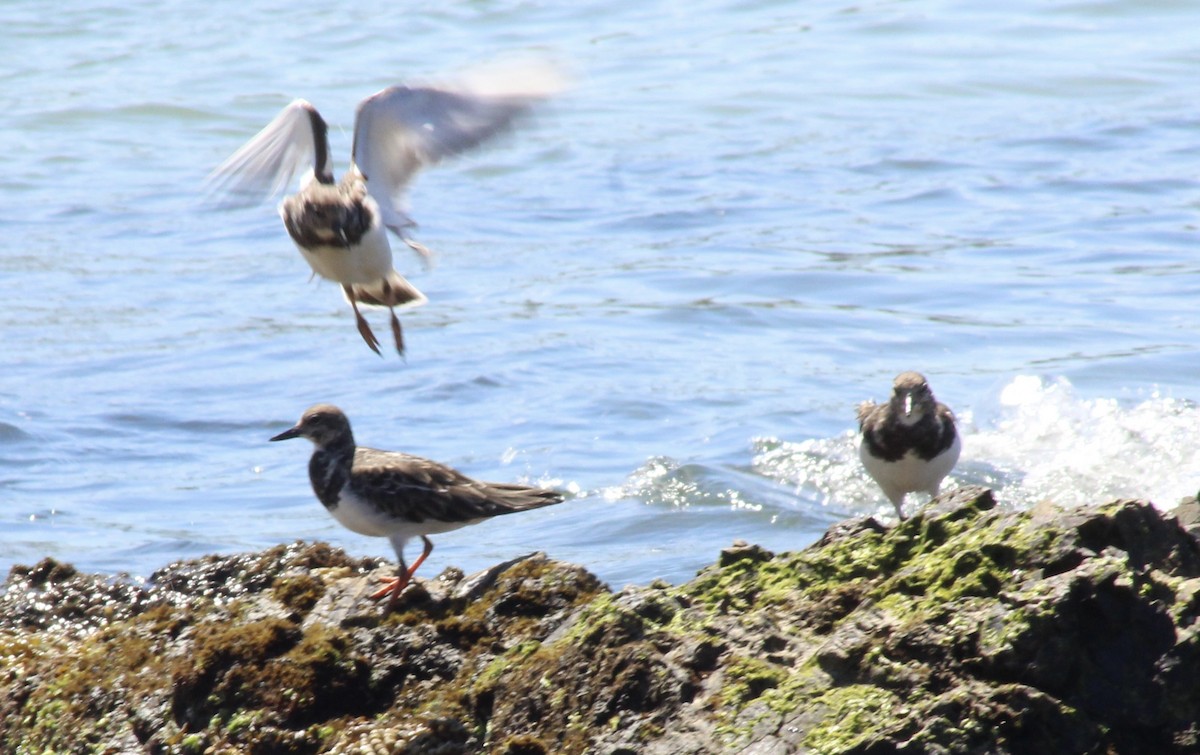 翻石鷸 - ML646719203