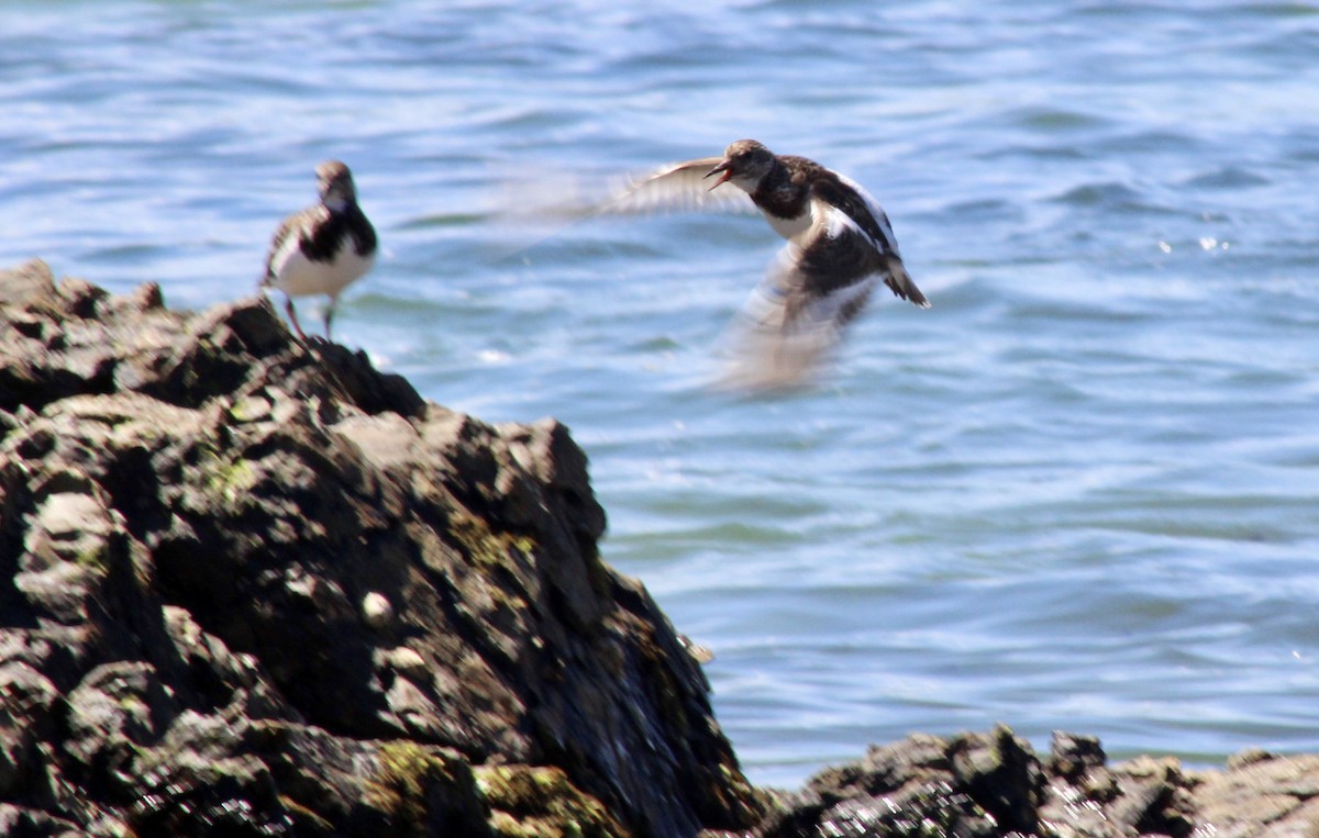 翻石鷸 - ML646719204