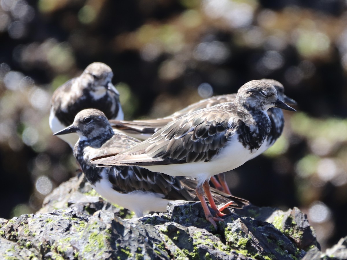 翻石鷸 - ML646719205