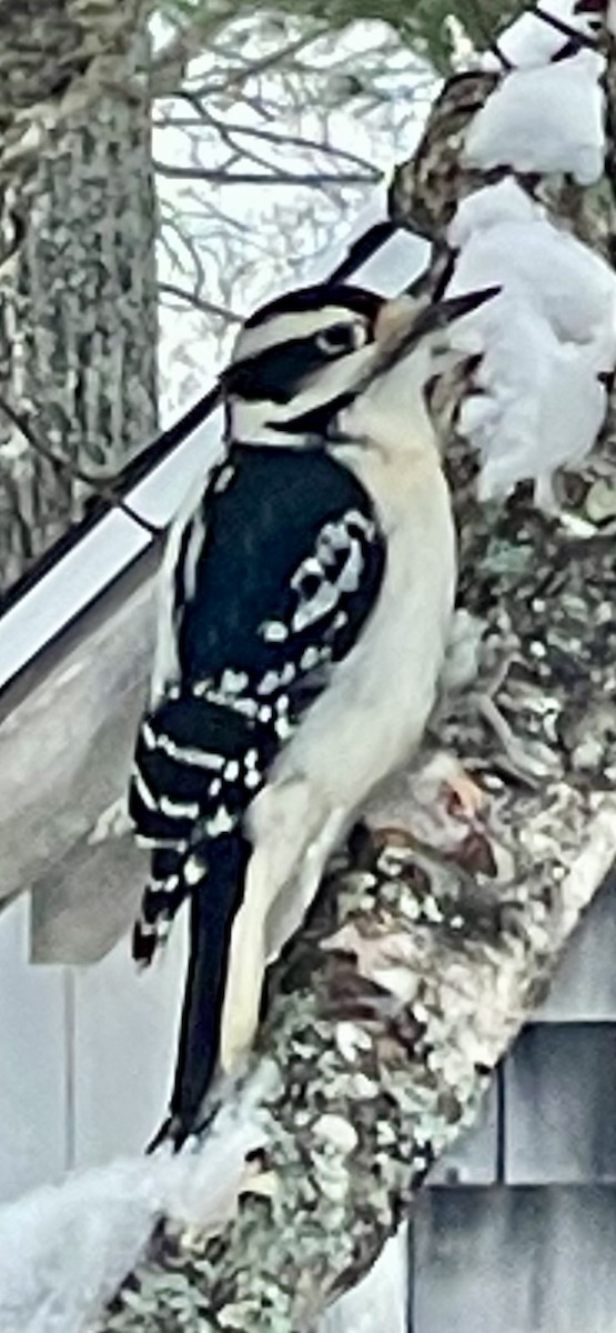 Hairy Woodpecker - ML646719206