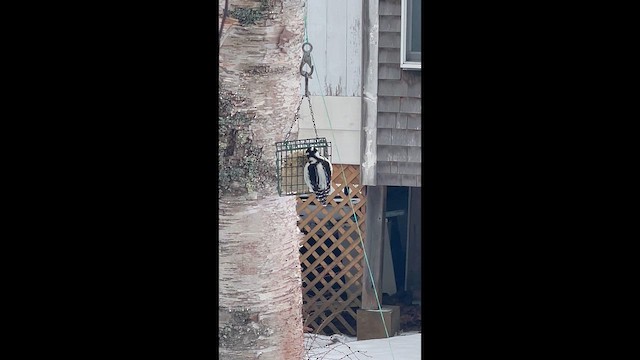 Hairy Woodpecker - ML646719207