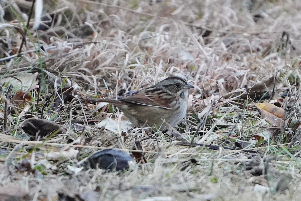 Swamp Sparrow - ML646719208