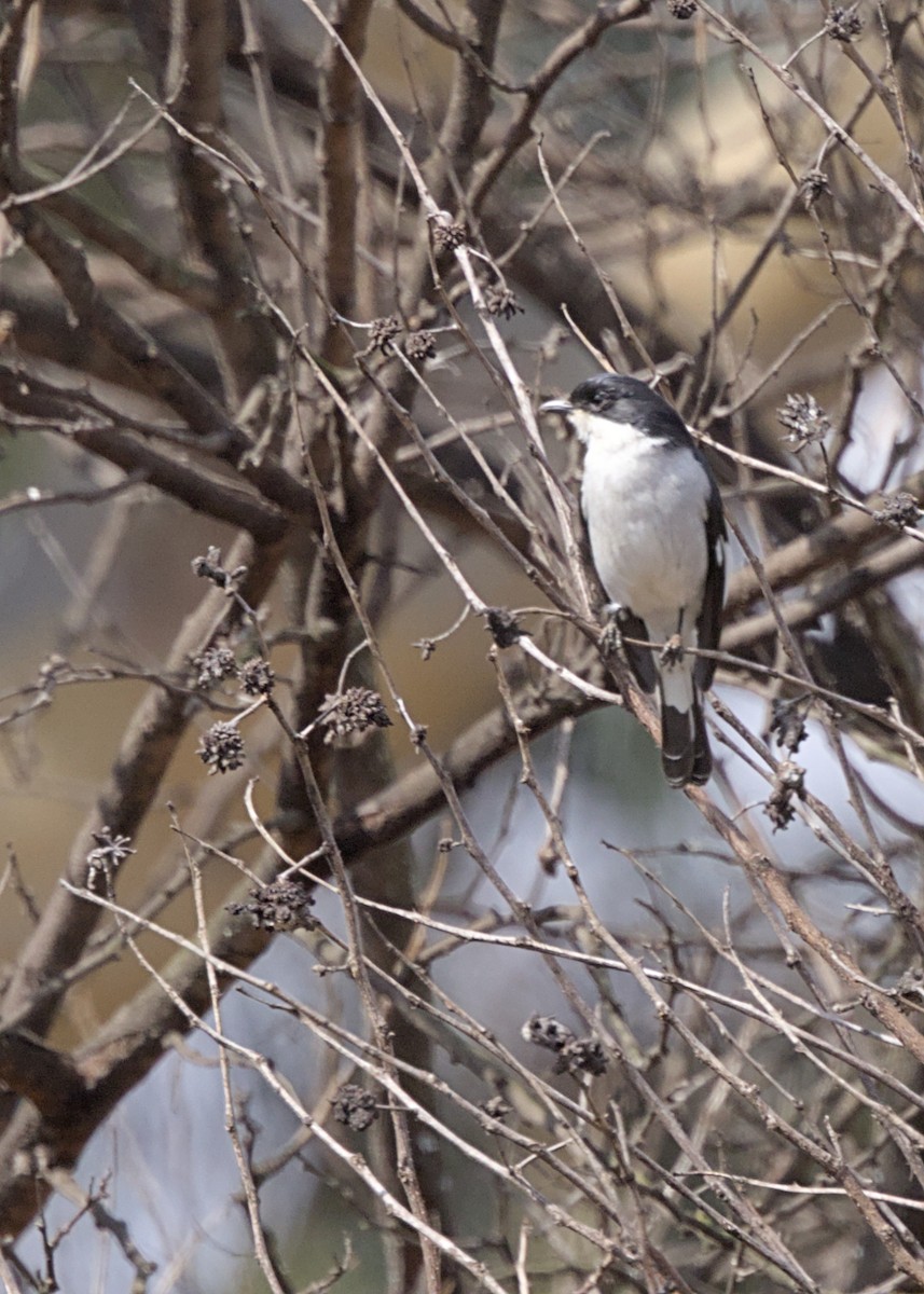 Fiscal Flycatcher - ML646719211