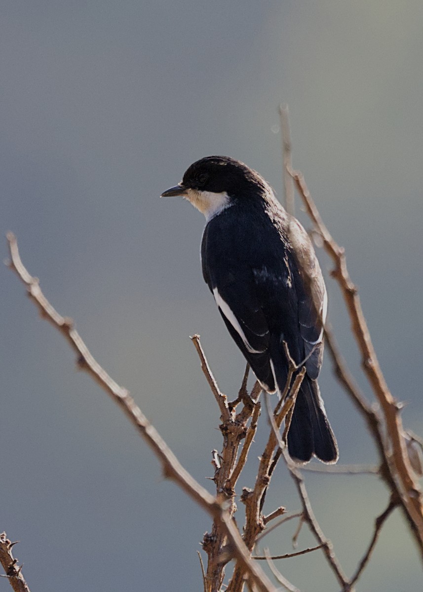 Fiscal Flycatcher - ML646719212