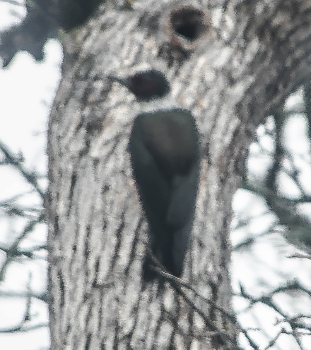 Lewis's Woodpecker - ML646719214
