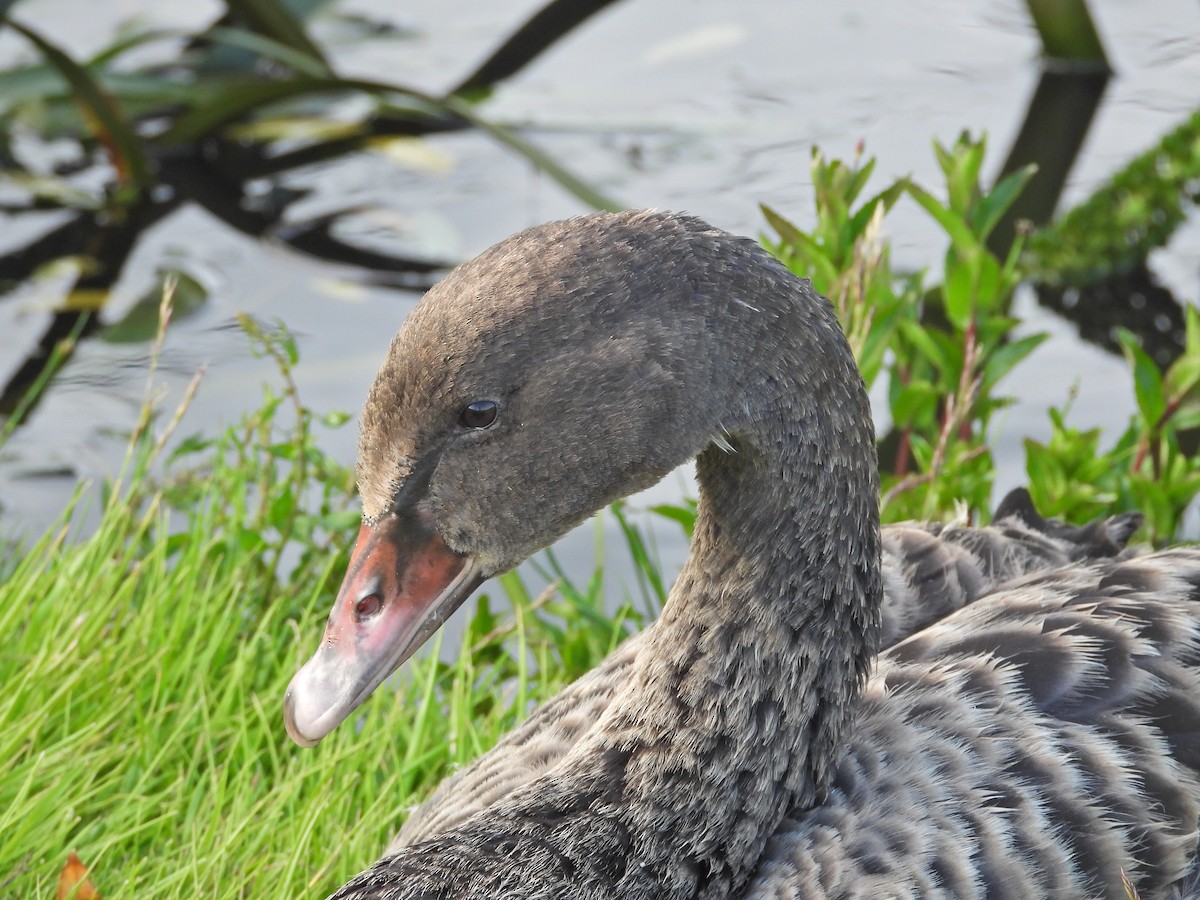 Schwarzschwan - ML646719216