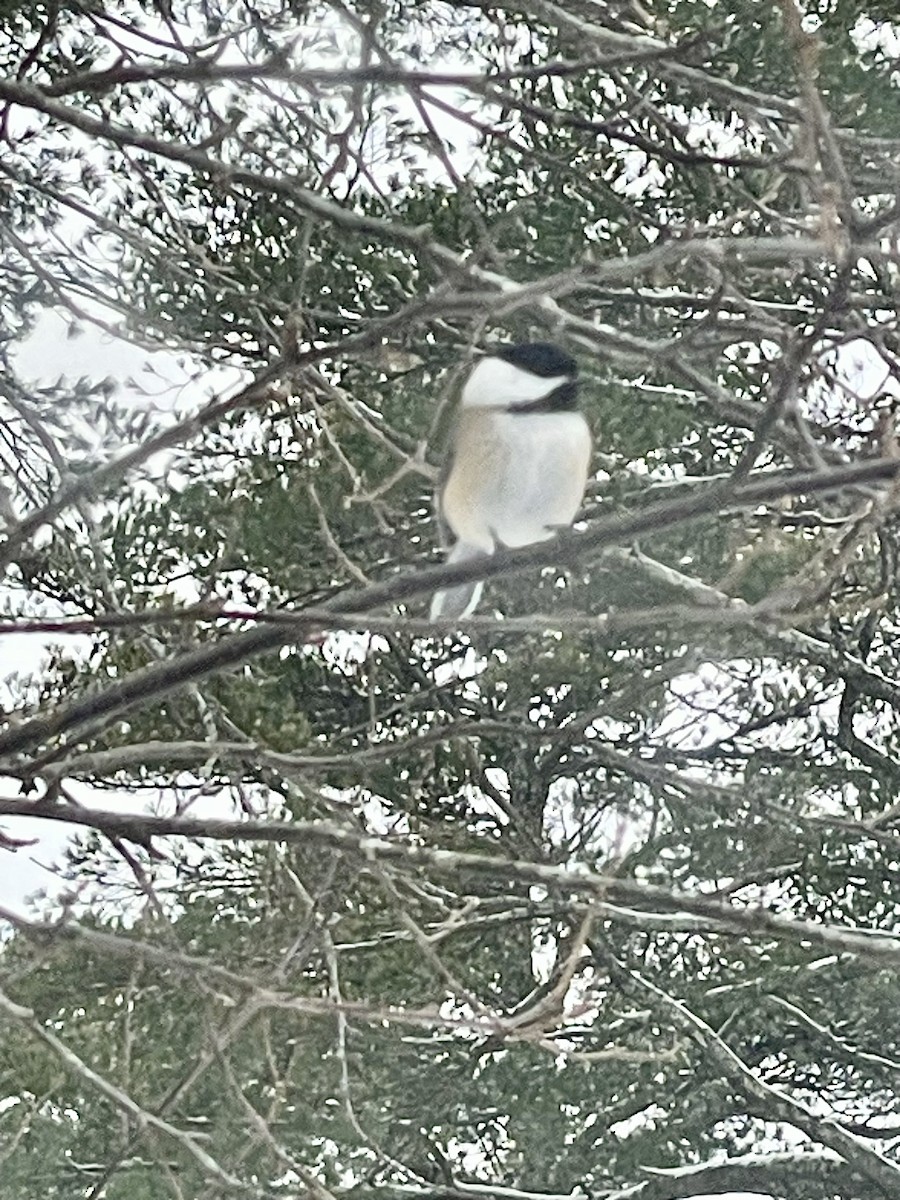 Black-capped Chickadee - ML646719218