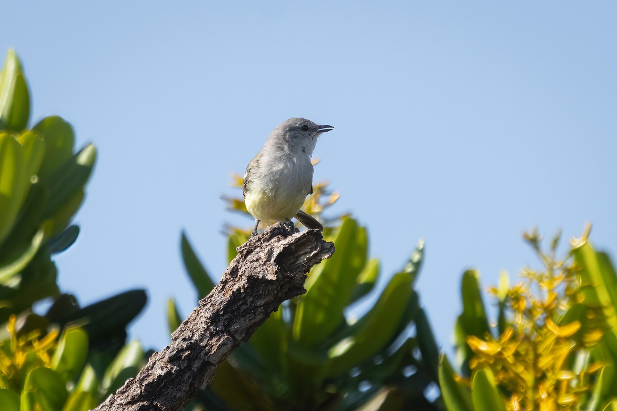 Suiriri Tiranuleti - ML646719222