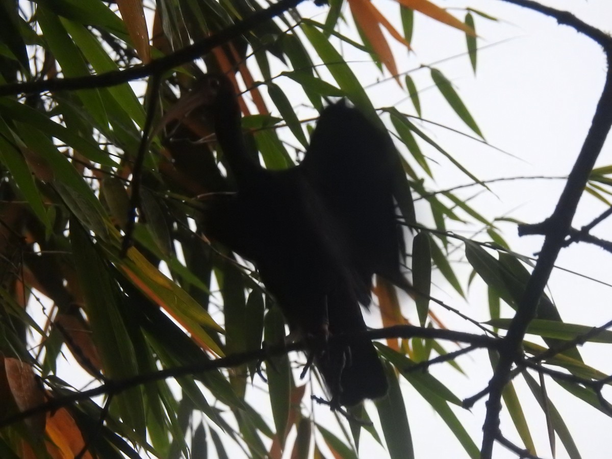 Bare-faced Ibis - ML646719224