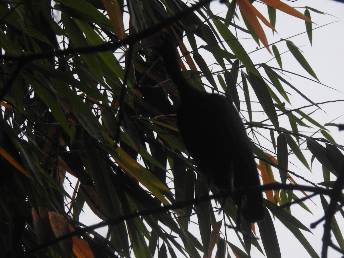 Bare-faced Ibis - ML646719225