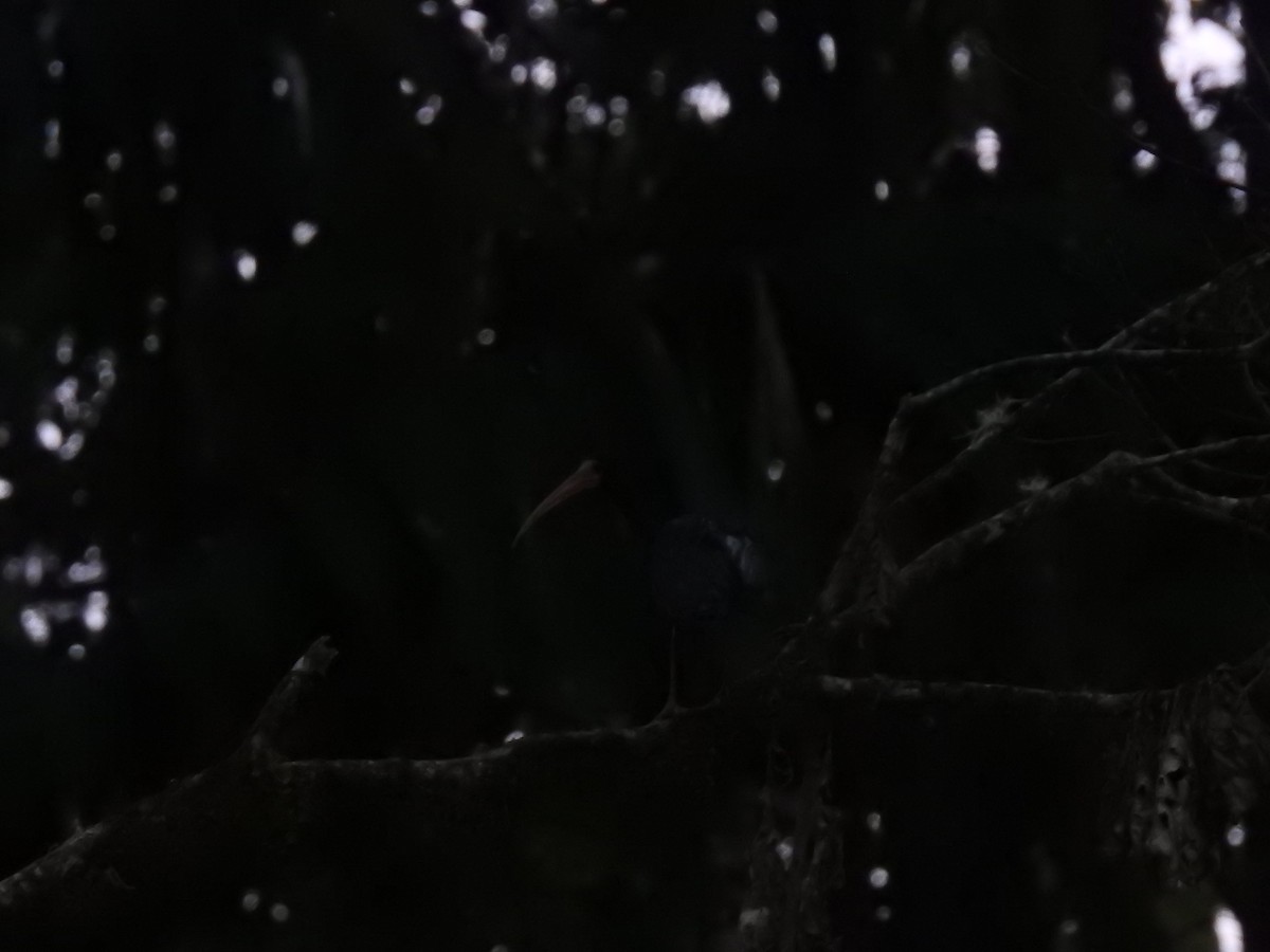 Bare-faced Ibis - ML646719226