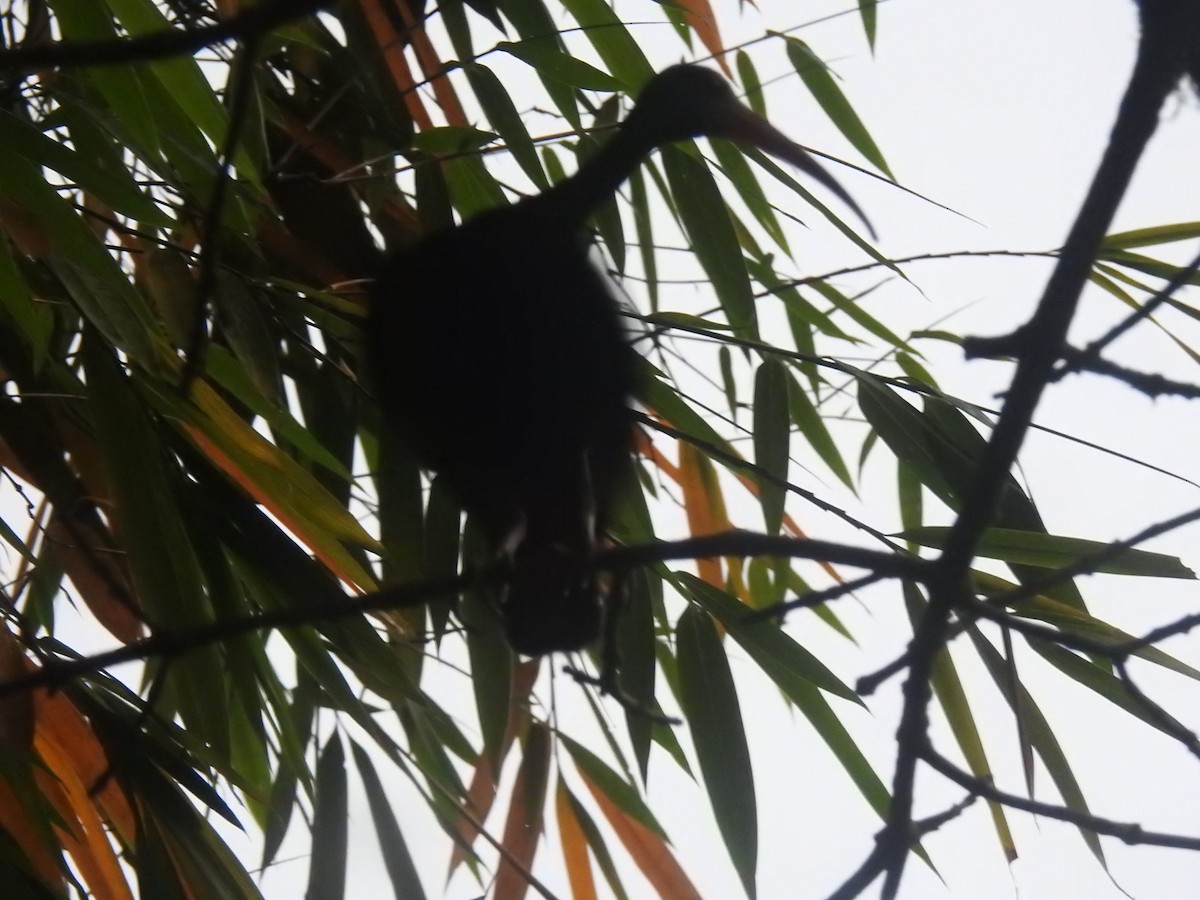 Bare-faced Ibis - ML646719227
