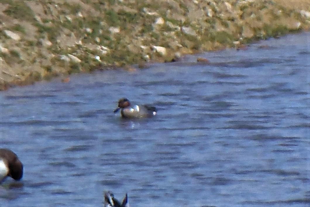 コガモ - ML646719228