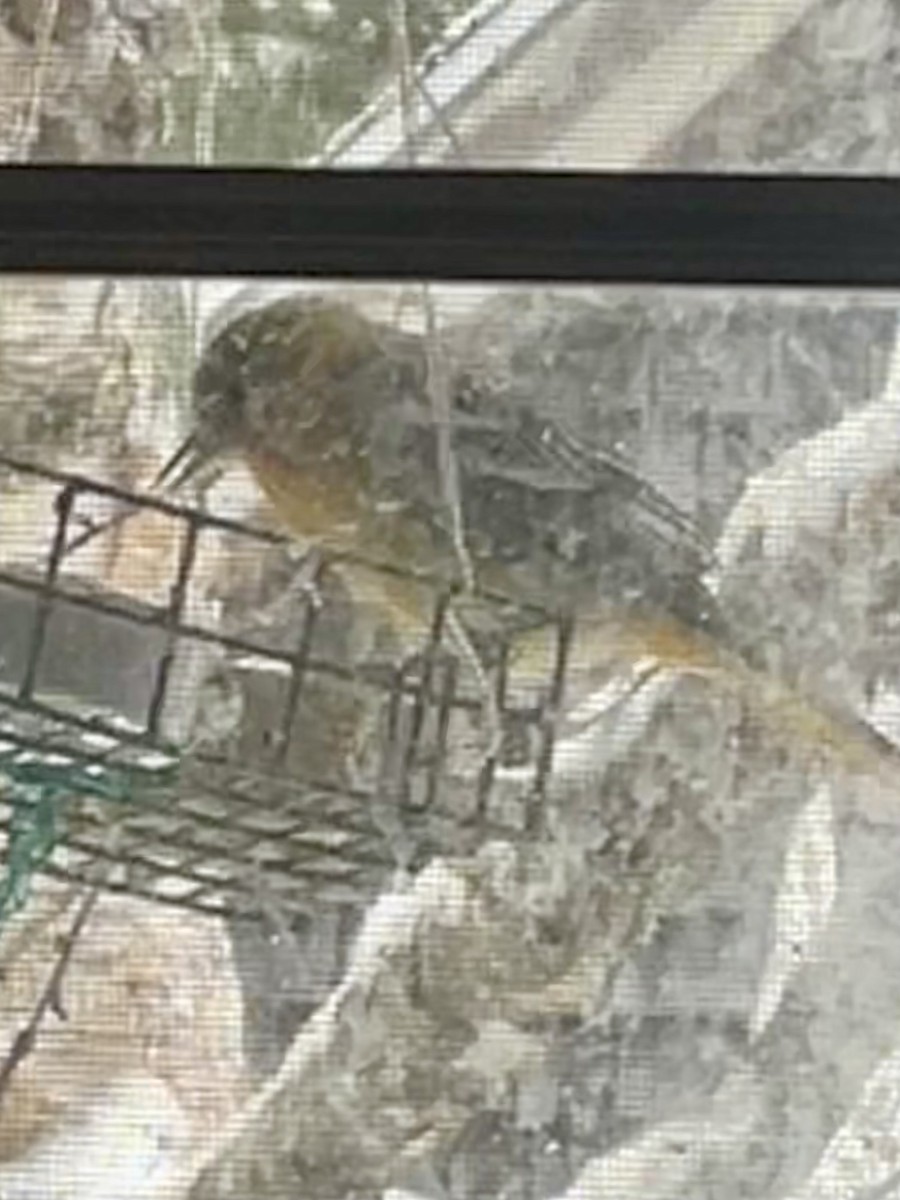 Baltimore Oriole - ML646719229