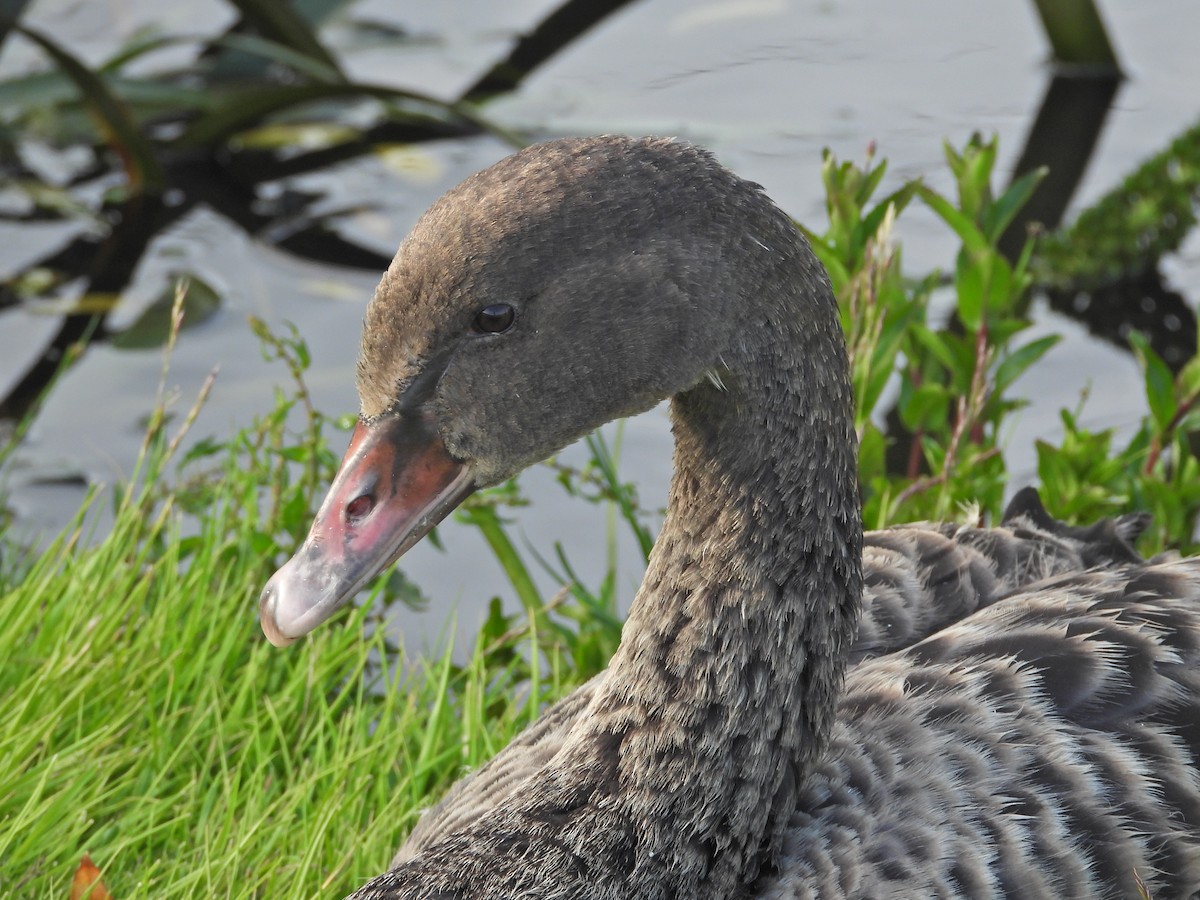 Schwarzschwan - ML646719231