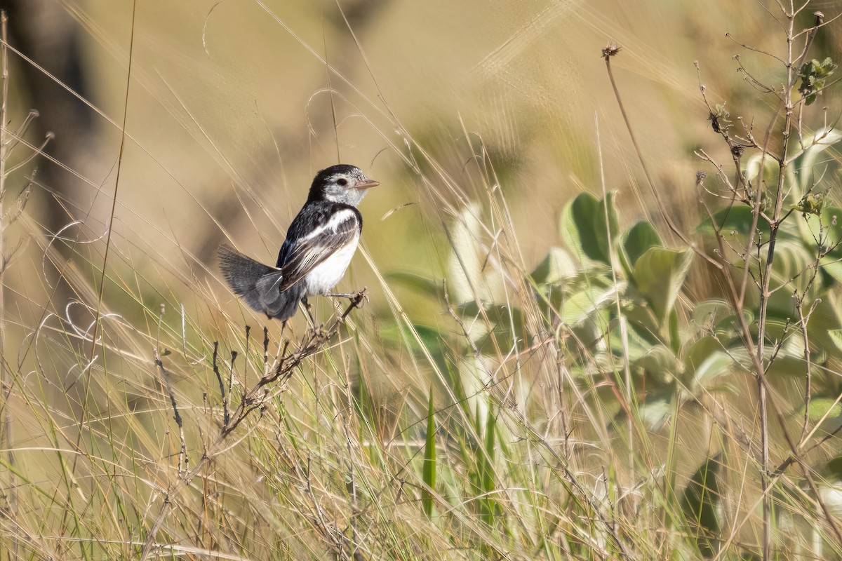 Horoz Kuyruklu Tiran - ML646719232