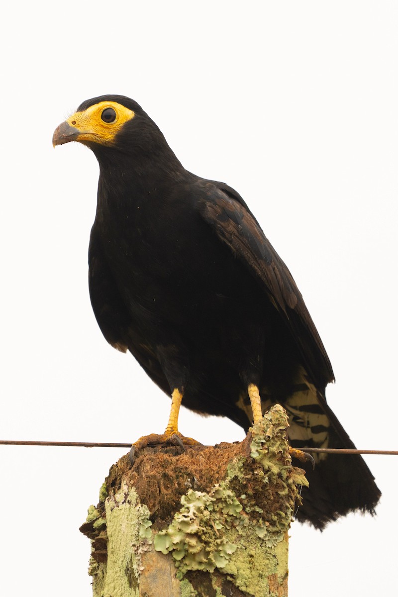 Black Caracara - ML646719234