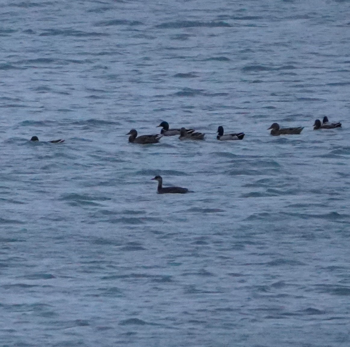 Red-necked Grebe - ML646719235