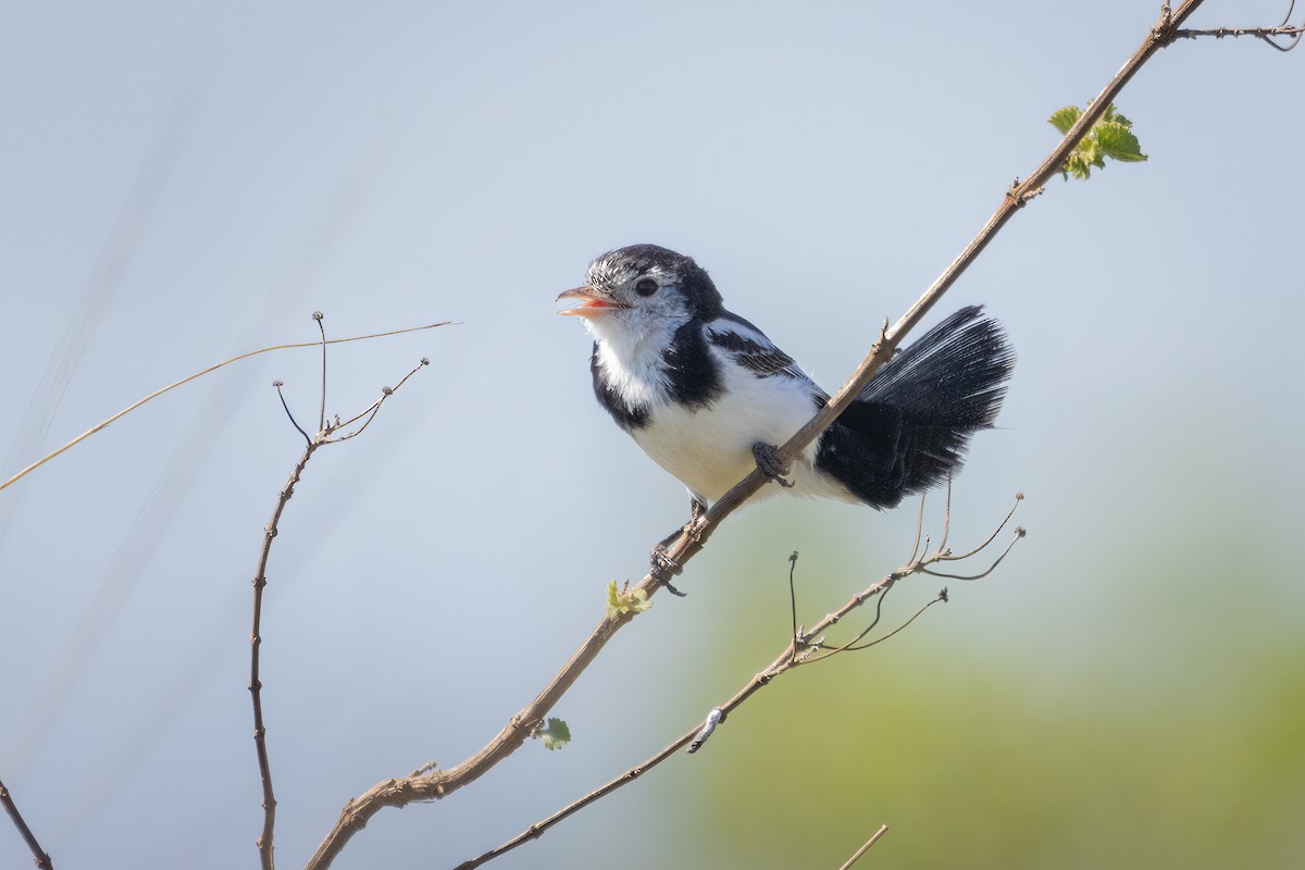 Horoz Kuyruklu Tiran - ML646719236