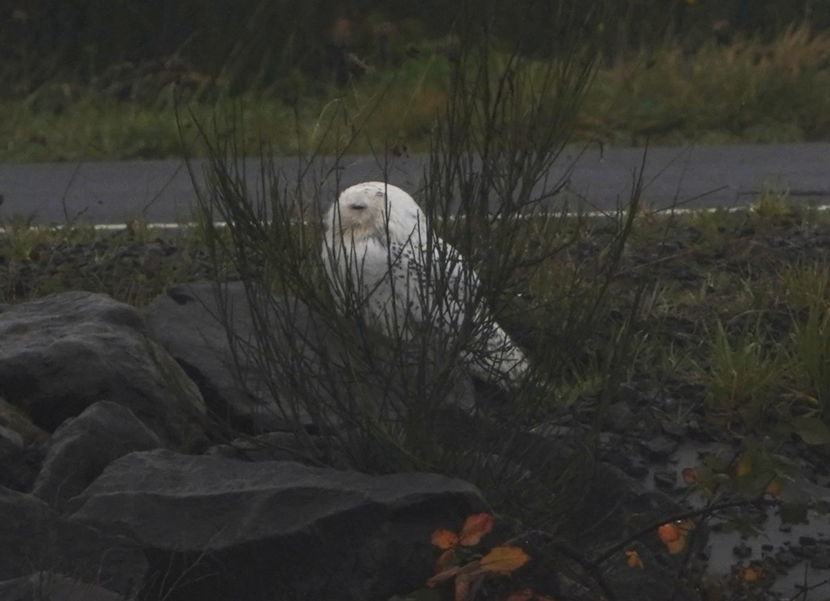 Snowy Owl - ML646719237